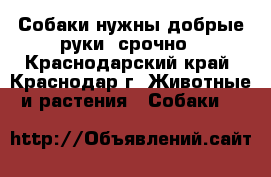 Собаки нужны добрые руки, срочно - Краснодарский край, Краснодар г. Животные и растения » Собаки   